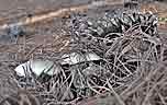 Mushrooms and Pine Cone