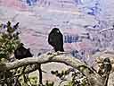 Ravens perched over the Grand Canyon